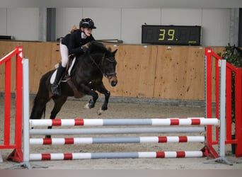 New Forest Pony, Mare, 16 years, 13 hh, Brown