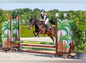 New Forest Pony, Mare, 16 years, 13 hh, Brown