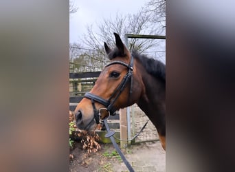 New Forest Pony, Mare, 16 years, 14.1 hh, Bay-Dark