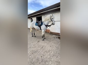 New Forest Pony, Mare, 16 years, 14 hh, Grey