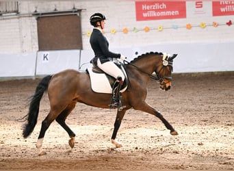 New Forest Pony, Mare, 16 years, 14,2 hh, Brown