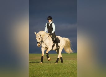 New Forest Pony, Mare, 16 years, 15,2 hh, Palomino