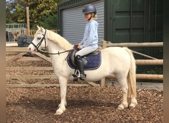 New Forest Pony, Stute, 17 Jahre, 12 hh, Schimmel