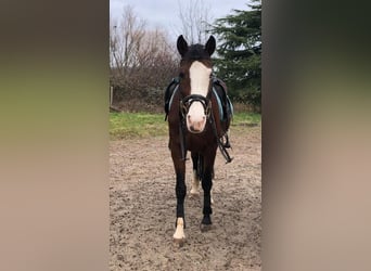 New Forest Pony, Mare, 17 years, 13.3 hh, Brown