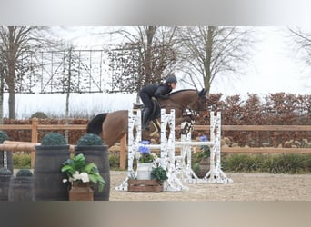 New Forest Pony, Mare, 17 years, 14.1 hh, Brown