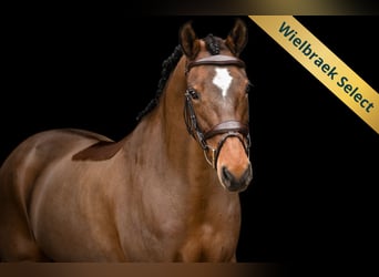 New Forest Pony, Mare, 17 years, 14,1 hh, Brown