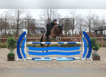 New Forest Pony, Mare, 17 years, 14,1 hh, Brown