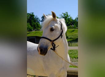 New Forest Pony, Mare, 18 years, 13,2 hh, Gray