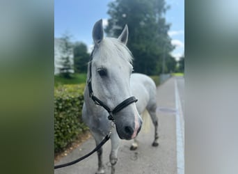 New Forest Pony, Mare, 18 years, 13,2 hh, Gray