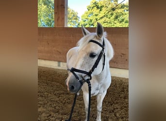 New Forest Pony, Mare, 18 years, 13,2 hh, Gray