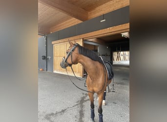 New Forest Pony, Mare, 18 years, 14,2 hh, Brown