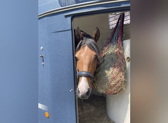 New Forest Pony, Mare, 18 years, 14,2 hh, Brown