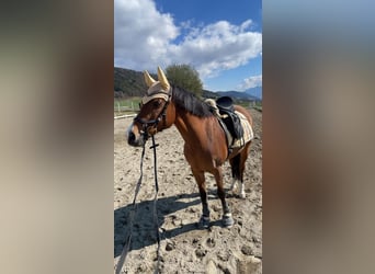 New Forest Pony, Mare, 18 years, 14,2 hh, Brown