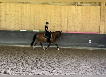 New Forest Pony, Mare, 18 years, 14,2 hh, Brown