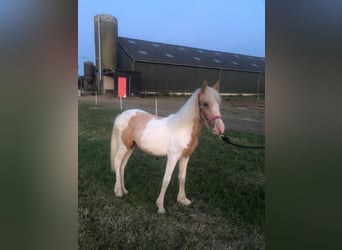 New Forest Pony Mix, Mare, 1 year, 13,2 hh, Palomino