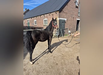 New Forest Pony Mix, Mare, 1 year, 14.2 hh, Bay-Dark