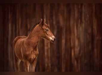 New Forest Pony, Stute, 1 Jahr, Brauner