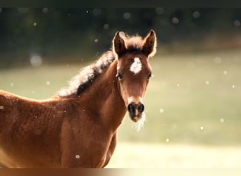 New Forest Pony, Stute, 1 Jahr, Brauner