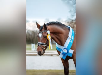 New Forest Pony, Stute, 1 Jahr, Brauner