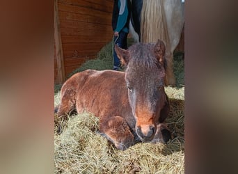 New Forest Pony, Mare, 1 year
