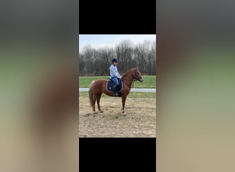 New Forest Pony, Mare, 20 years, 14,1 hh, Chestnut-Red