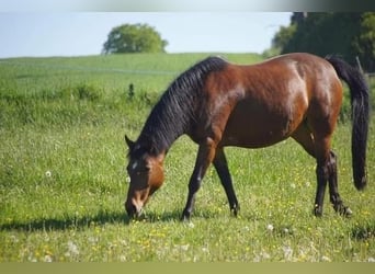 New Forest Pony, Mare, 23 years, 14.2 hh, Brown