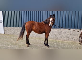 New Forest Pony, Mare, 2 years, 13.3 hh, Brown