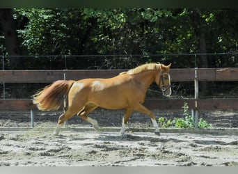 New Forest Pony, Mare, 2 years, 13,1 hh