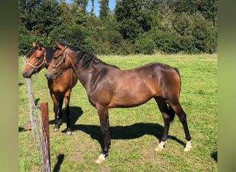 New Forest Pony, Stute, 2 Jahre, 14,1 hh, Brauner