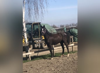 New Forest Pony, Mare, 2 years, 14 hh, Black