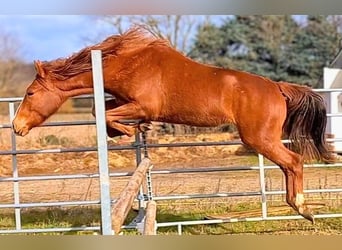 New Forest Pony, Mare, 2 years