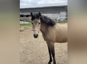 New Forest Pony, Mare, 3 years, 13.2 hh, Buckskin
