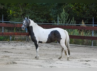 New Forest Pony, Mare, 3 years, 13,1 hh, Pinto