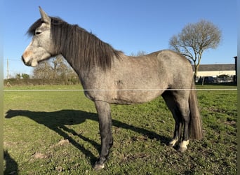 New Forest Pony, Mare, 3 years, 13,2 hh, Brown