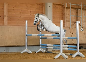 New Forest Pony, Mare, 3 years, 13,3 hh, Buckskin