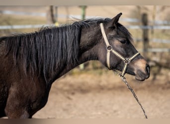 New Forest Pony, Mare, 3 years, 13,3 hh, Buckskin