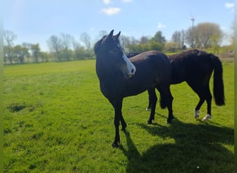 New Forest Pony, Mare, 3 years, 14.1 hh, Bay-Dark