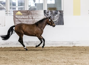 New Forest Pony, Mare, 3 years, 14.1 hh, Brown