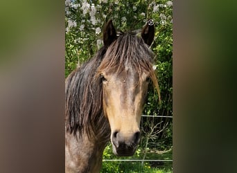 New Forest Pony, Mare, 3 years, 14.1 hh, Buckskin