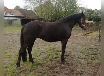 New Forest Pony, Mare, 3 years, 14.1 hh, Smoky-Black
