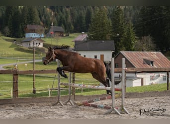 New Forest Pony, Mare, 3 years, 14,2 hh, Brown