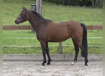 New Forest Pony, Mare, 3 years, 14,2 hh, Brown