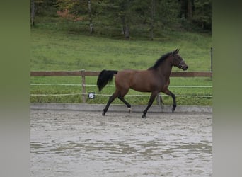 New Forest Pony, Mare, 3 years, 14,2 hh, Brown