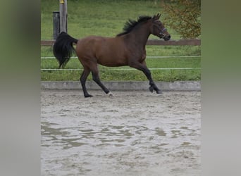 New Forest Pony, Mare, 3 years, 14,2 hh, Brown