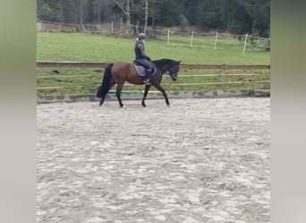 New Forest Pony, Mare, 3 years, 14,2 hh, Brown