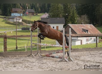 New Forest Pony, Mare, 3 years, 14,2 hh, Brown