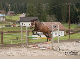 New Forest Pony, Mare, 3 years, 14,2 hh, Brown