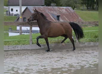 New Forest Pony, Mare, 3 years, 14,2 hh, Brown