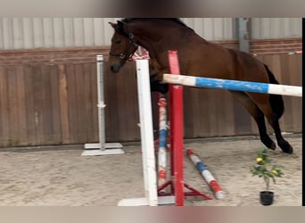 New Forest Pony, Stute, 3 Jahre, 14,2 hh, Brauner