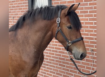 New Forest Pony, Stute, 3 Jahre, 14,2 hh, Brauner